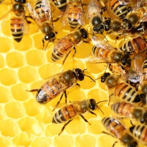 honey bees, beehive, honey